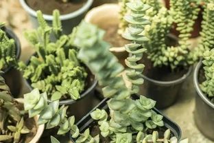 多肉植物用什麼肥料最好？推薦多肉植物的介質土肥料，胖嘟嘟好看