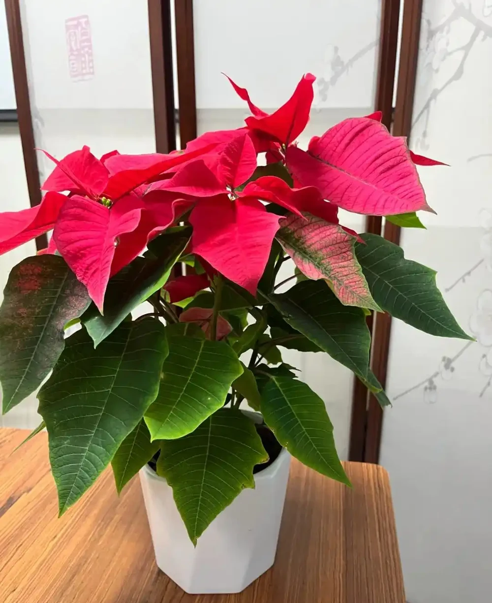 越漂亮的花越有毒，快來認識這17種「大毒花」，漲知識不吃虧