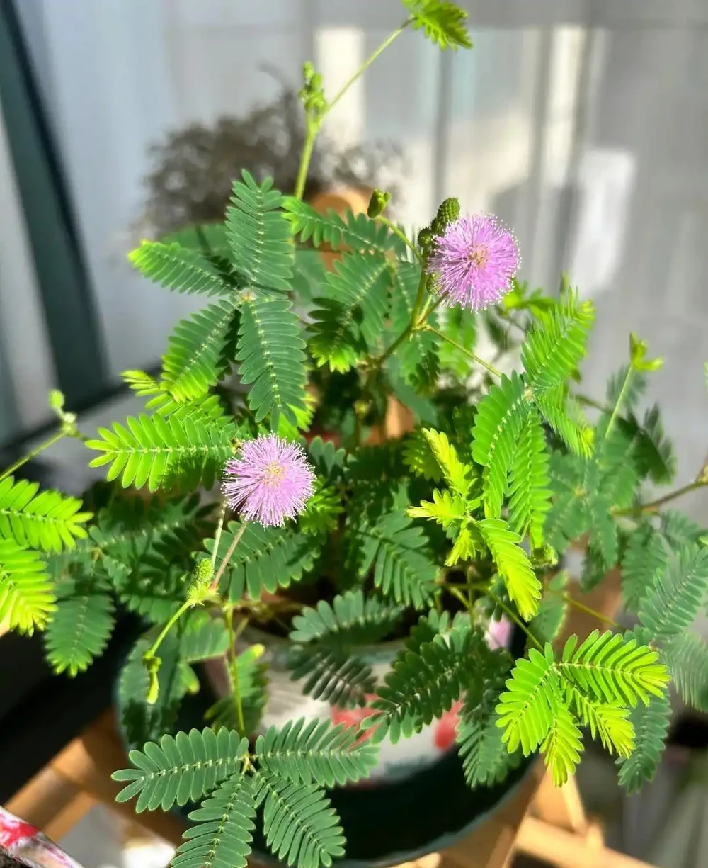 越漂亮的花越有毒，快來認識這17種「大毒花」，漲知識不吃虧