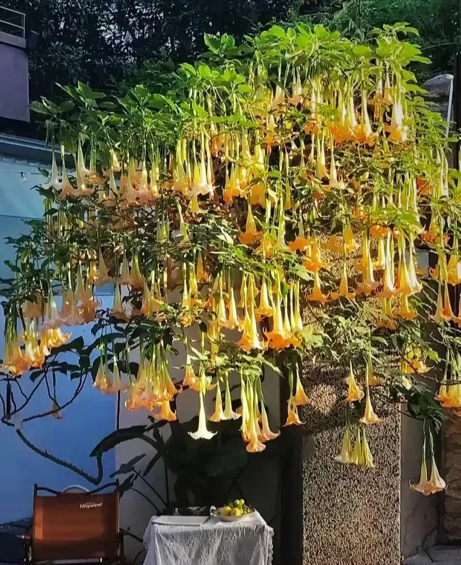 越漂亮的花越有毒，快來認識這17種「大毒花」，漲知識不吃虧