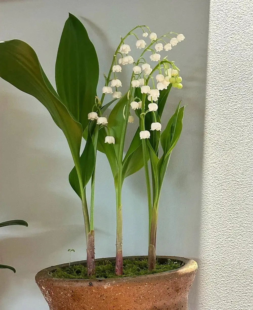 越漂亮的花越有毒，快來認識這17種「大毒花」，漲知識不吃虧