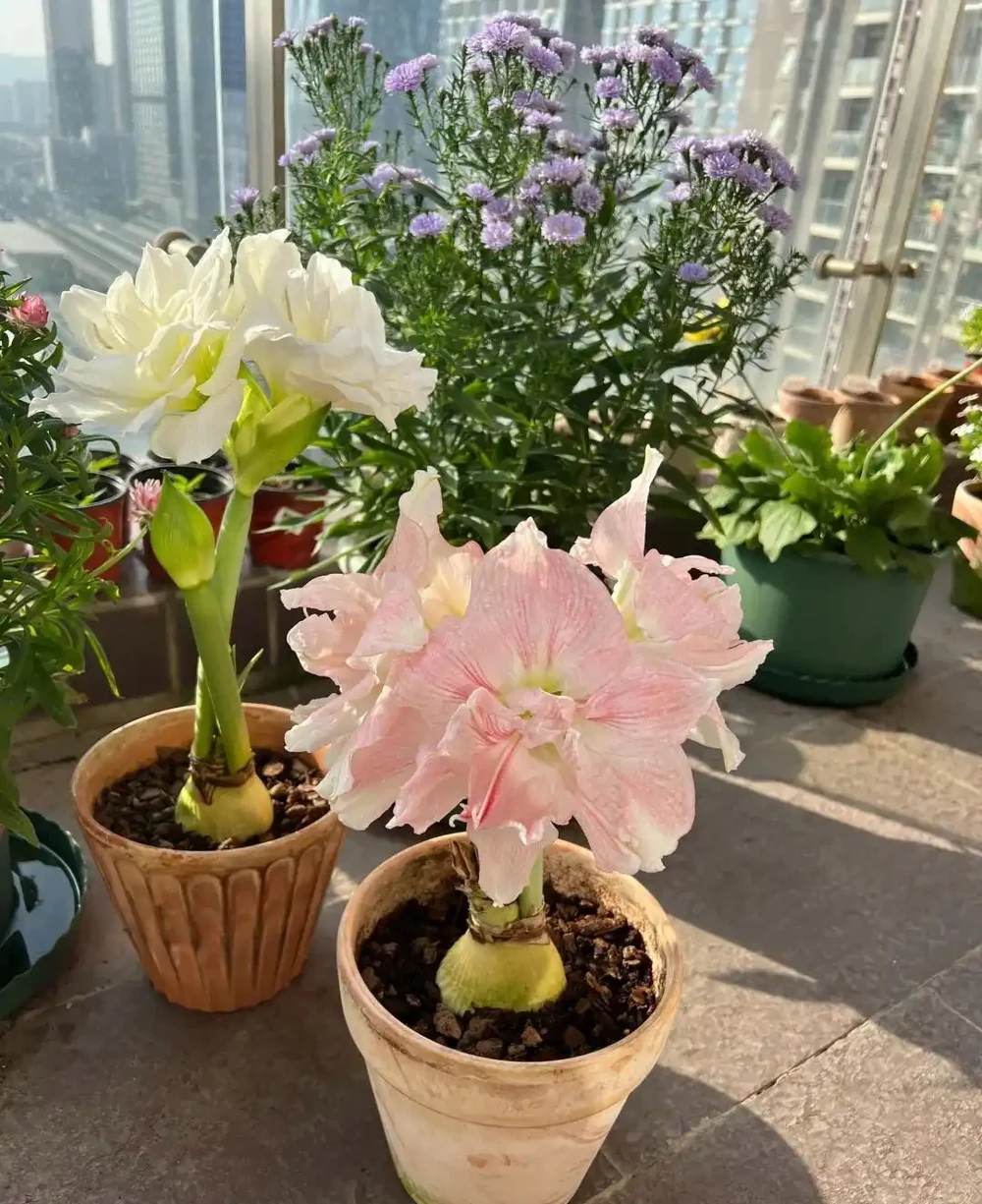 越漂亮的花越有毒，快來認識這17種「大毒花」，漲知識不吃虧