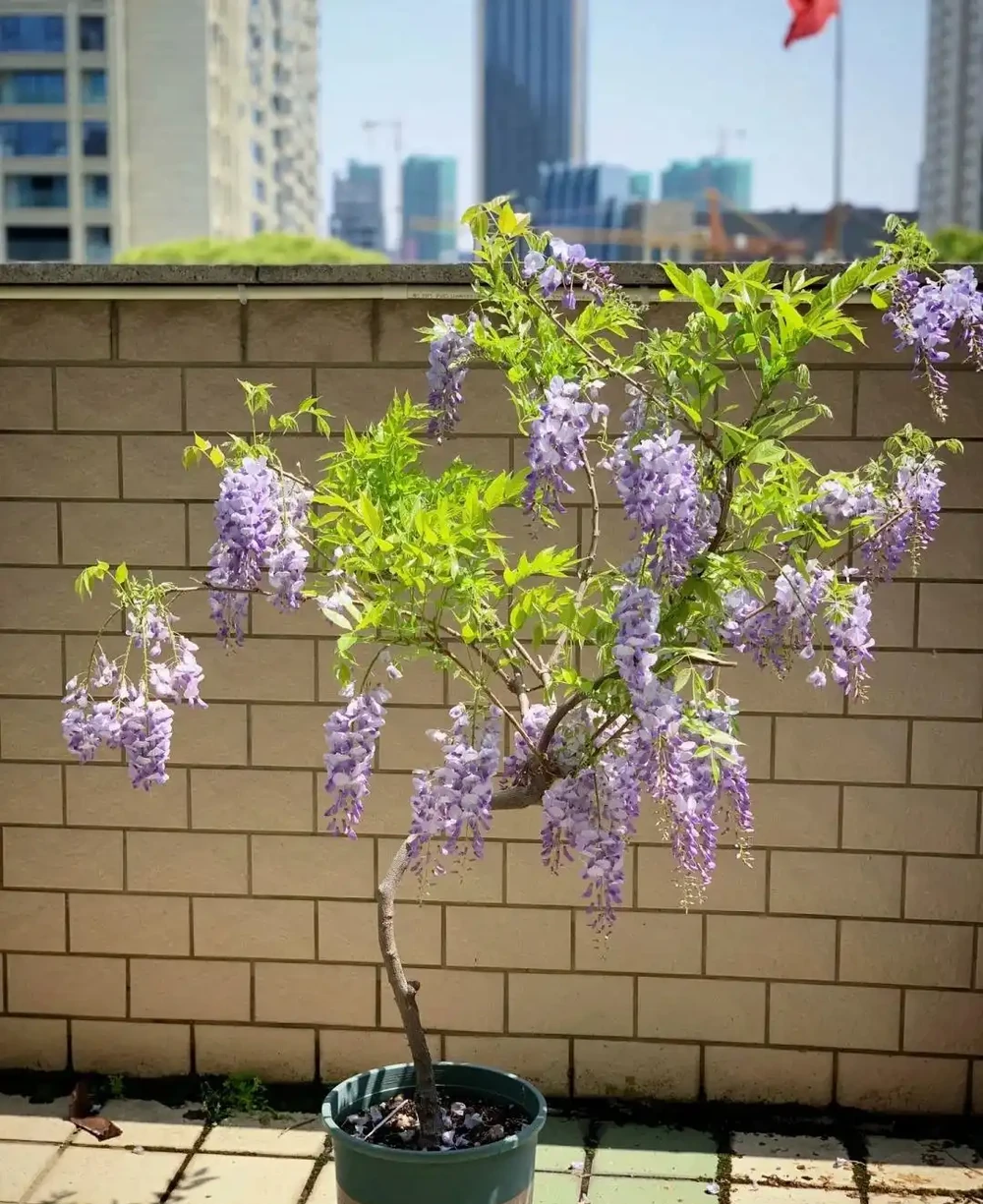 越漂亮的花越有毒，快來認識這17種「大毒花」，漲知識不吃虧