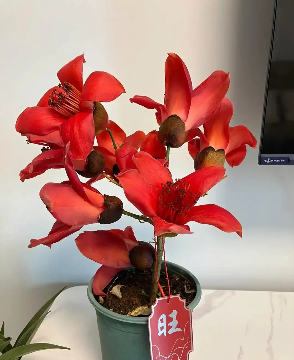 越漂亮的花越有毒，快來認識這17種「大毒花」，漲知識不吃虧