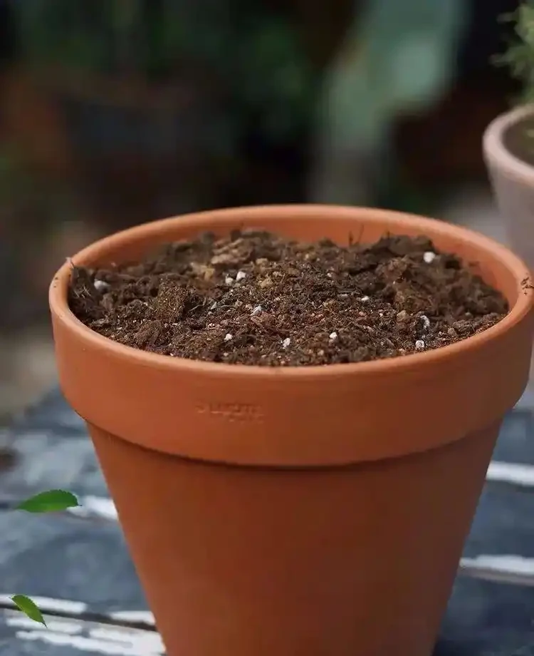 養花必備「三大寶土」,疏鬆透氣,讓花兒瘋長滿盆!