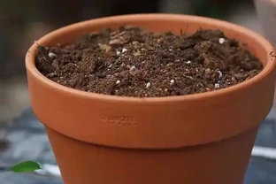 養花必備「三大寶土」，疏鬆透氣，讓花兒瘋長滿盆！