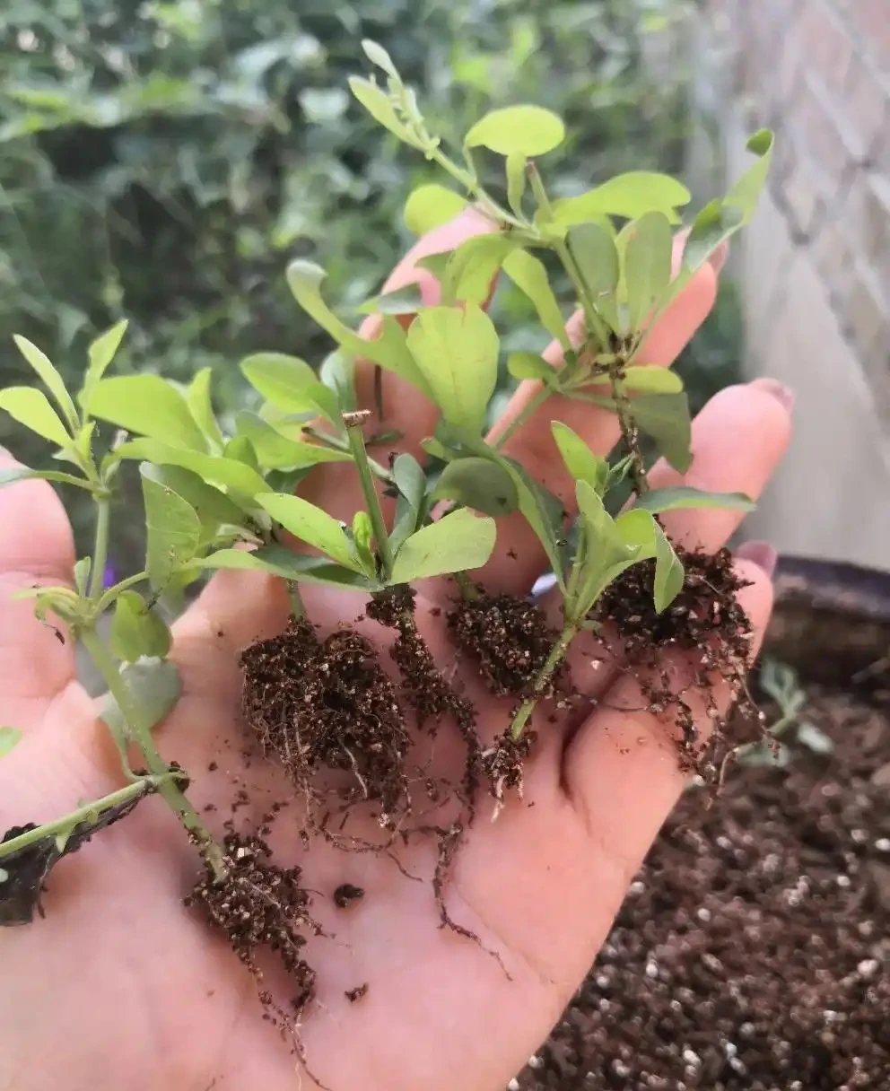 植樹節過後，適合「插枝」10種花，長根快，成活率高