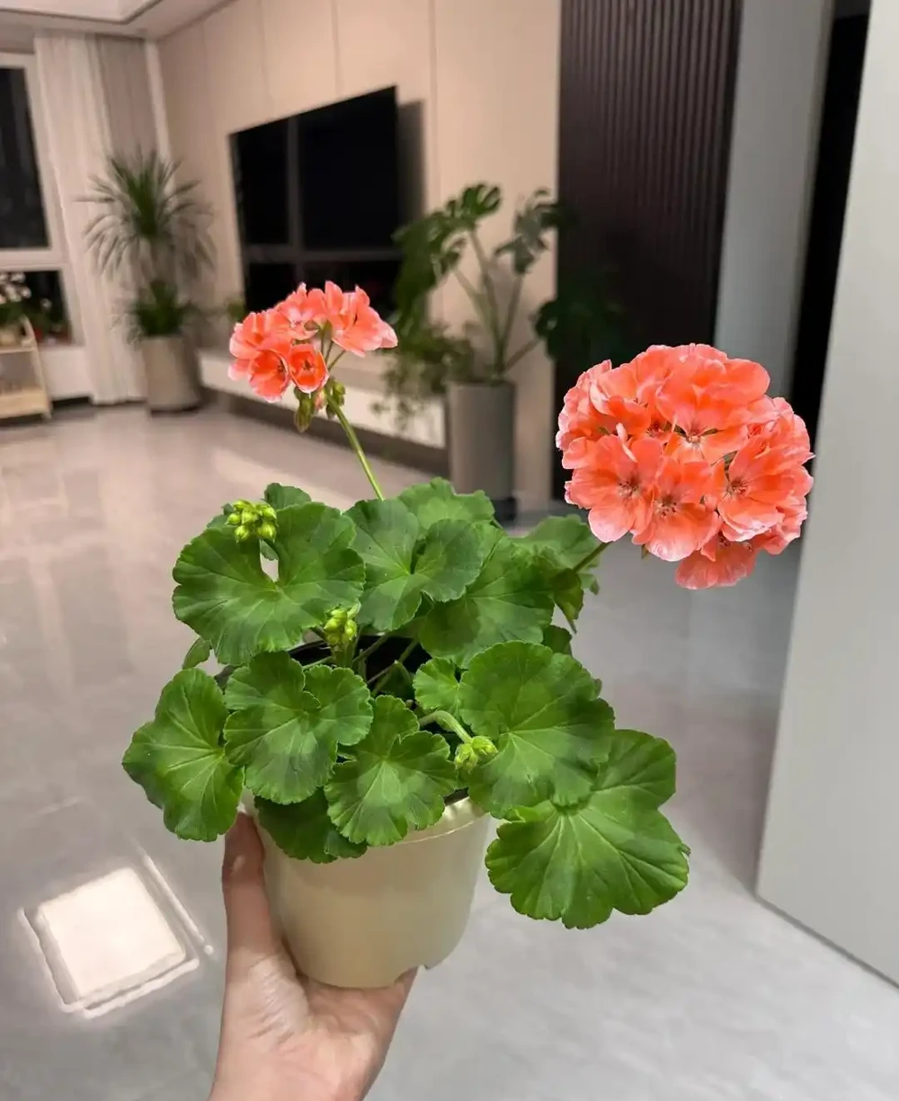植樹節過後，適合「插枝」10種花，長根快，成活率高