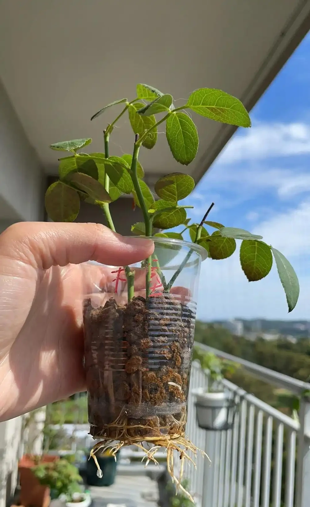 植樹節過後，適合「插枝」10種花，長根快，成活率高