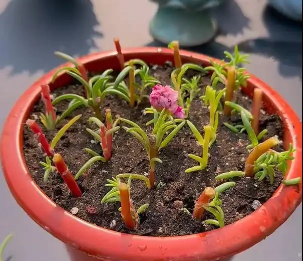 植樹節過後，適合「插枝」10種花，長根快，成活率高