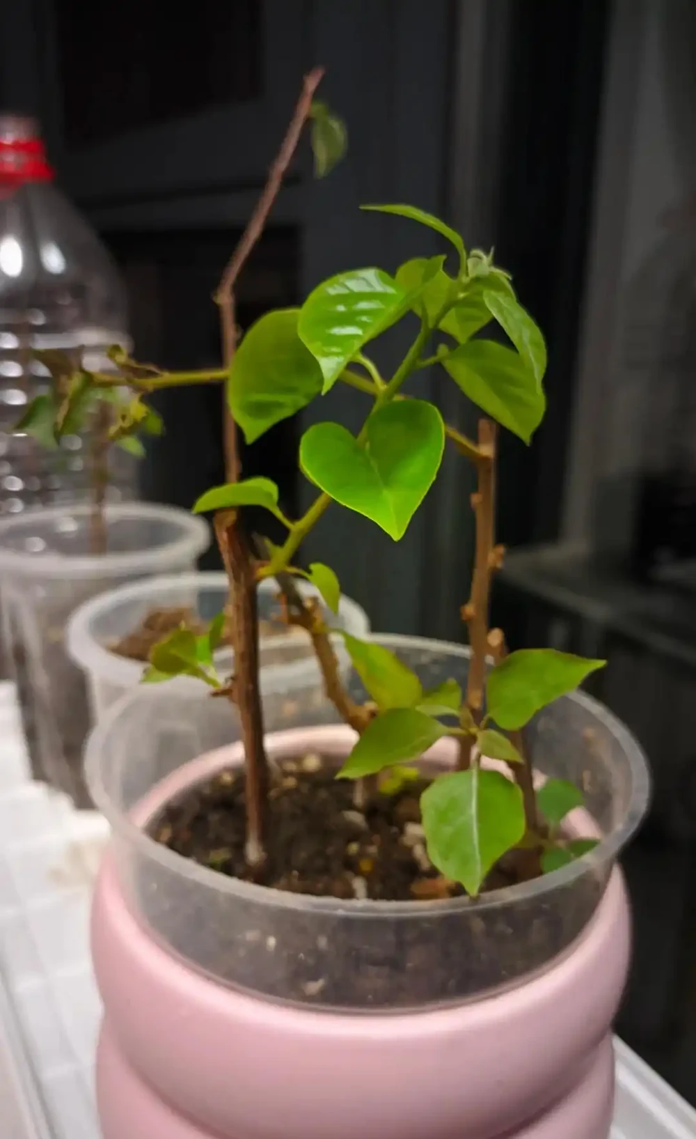 植樹節過後，適合「插枝」10種花，長根快，成活率高