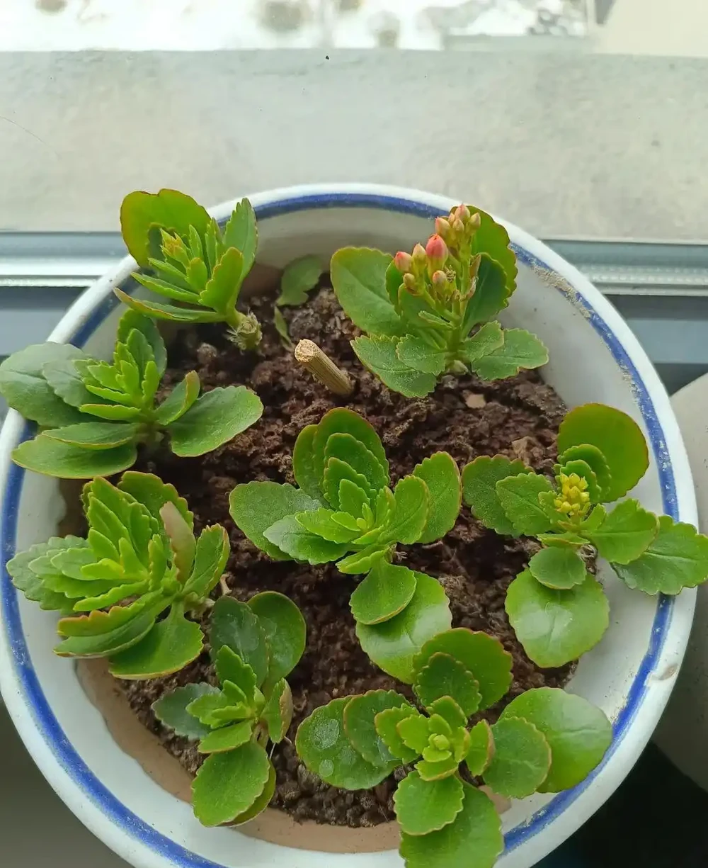植樹節過後，適合「插枝」10種花，長根快，成活率高