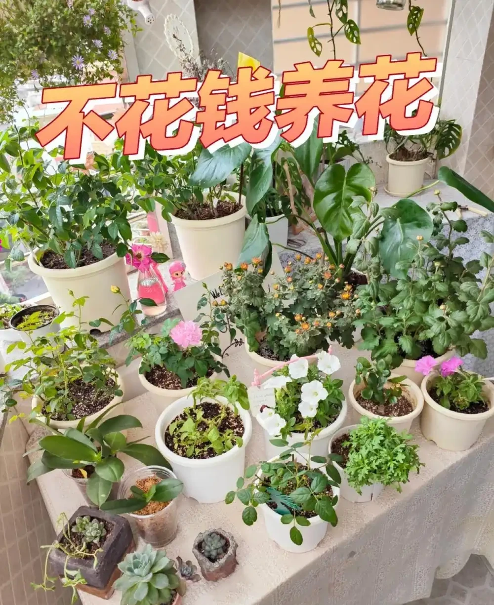 植樹節過後，適合「插枝」10種花，長根快，成活率高