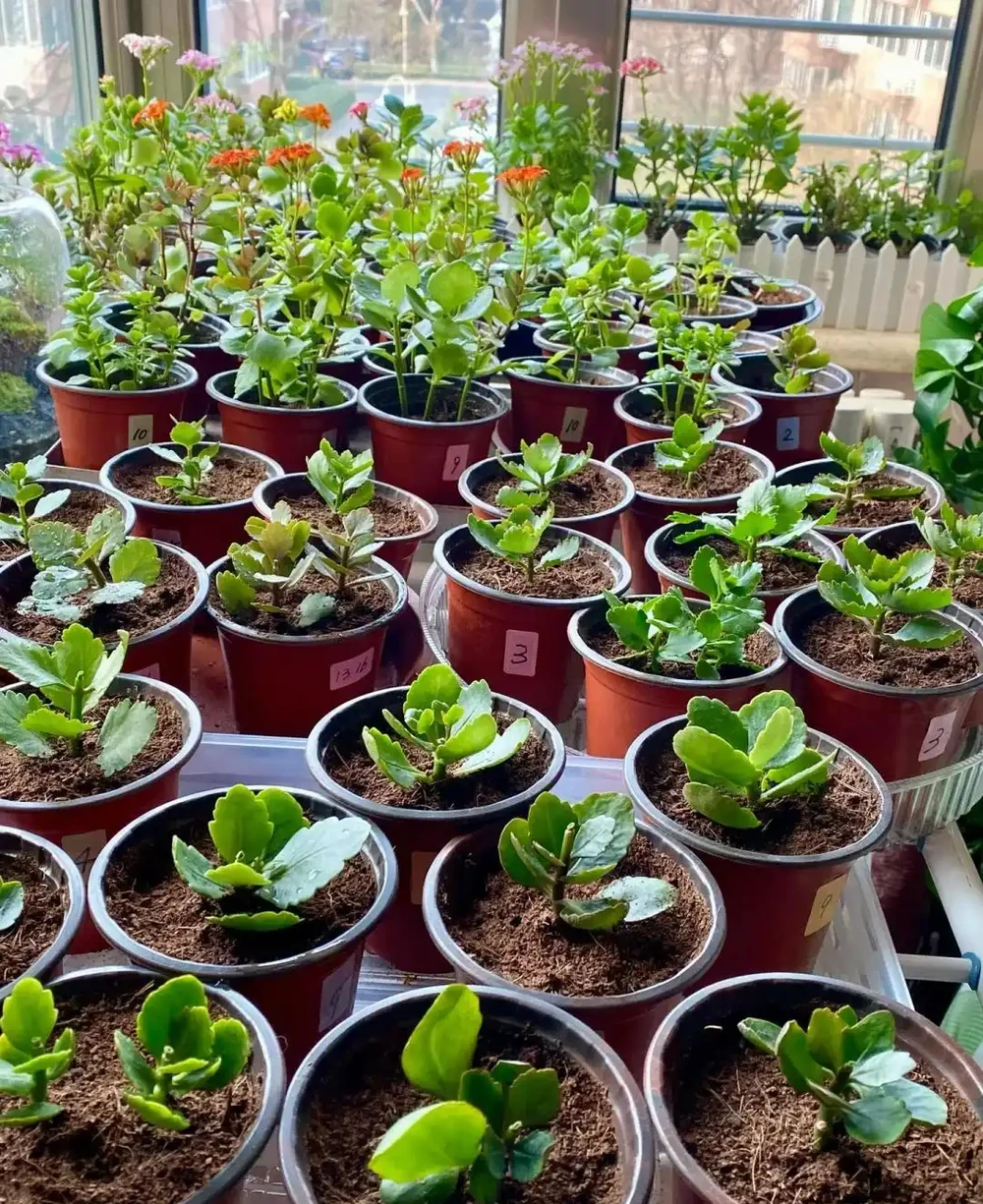植樹節過後，適合「插枝」10種花，長根快，成活率高