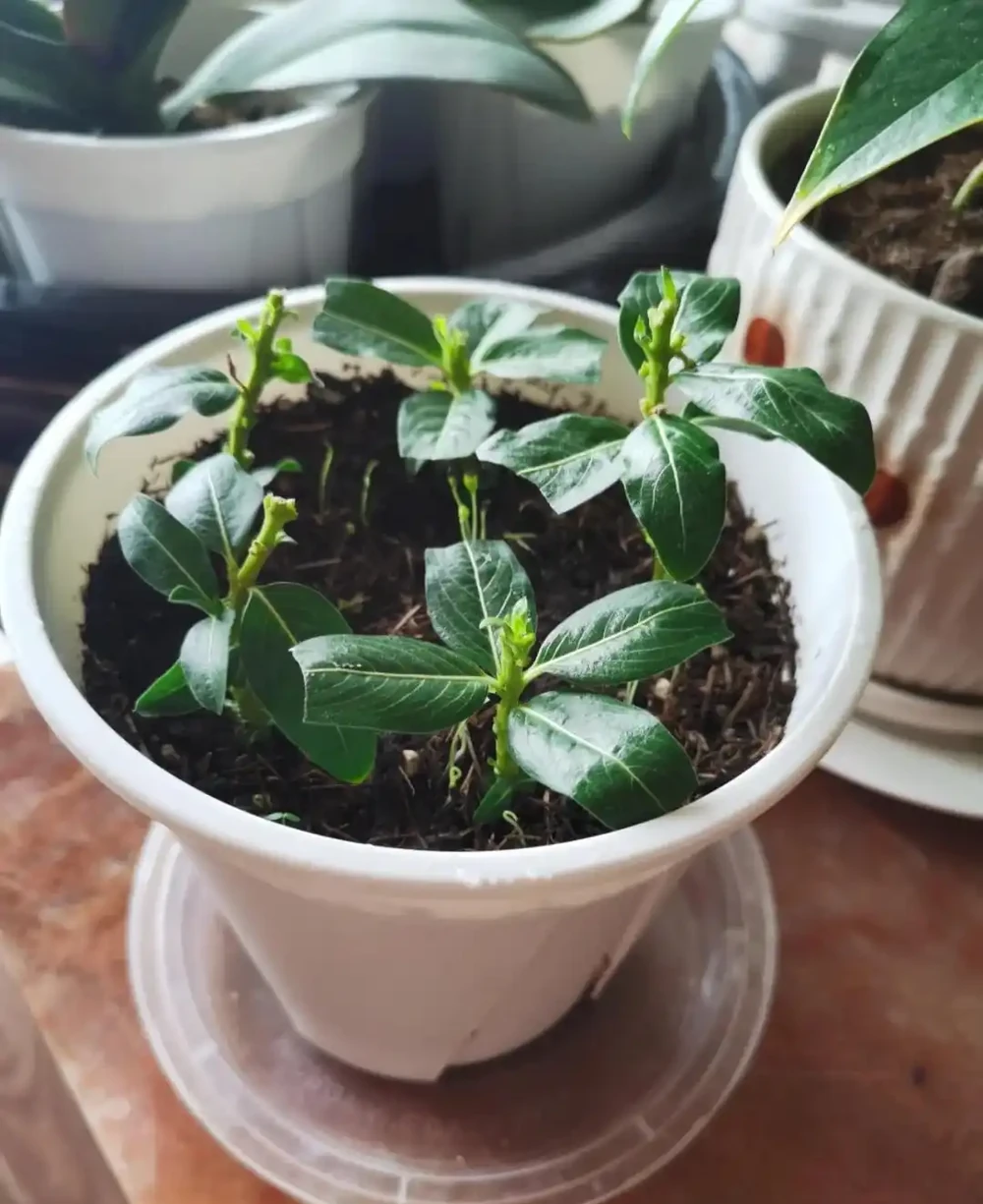 植樹節過後，適合「插枝」10種花，長根快，成活率高