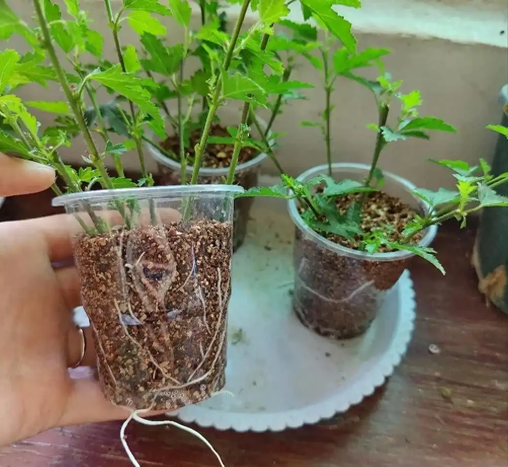 植樹節過後，適合「插枝」10種花，長根快，成活率高