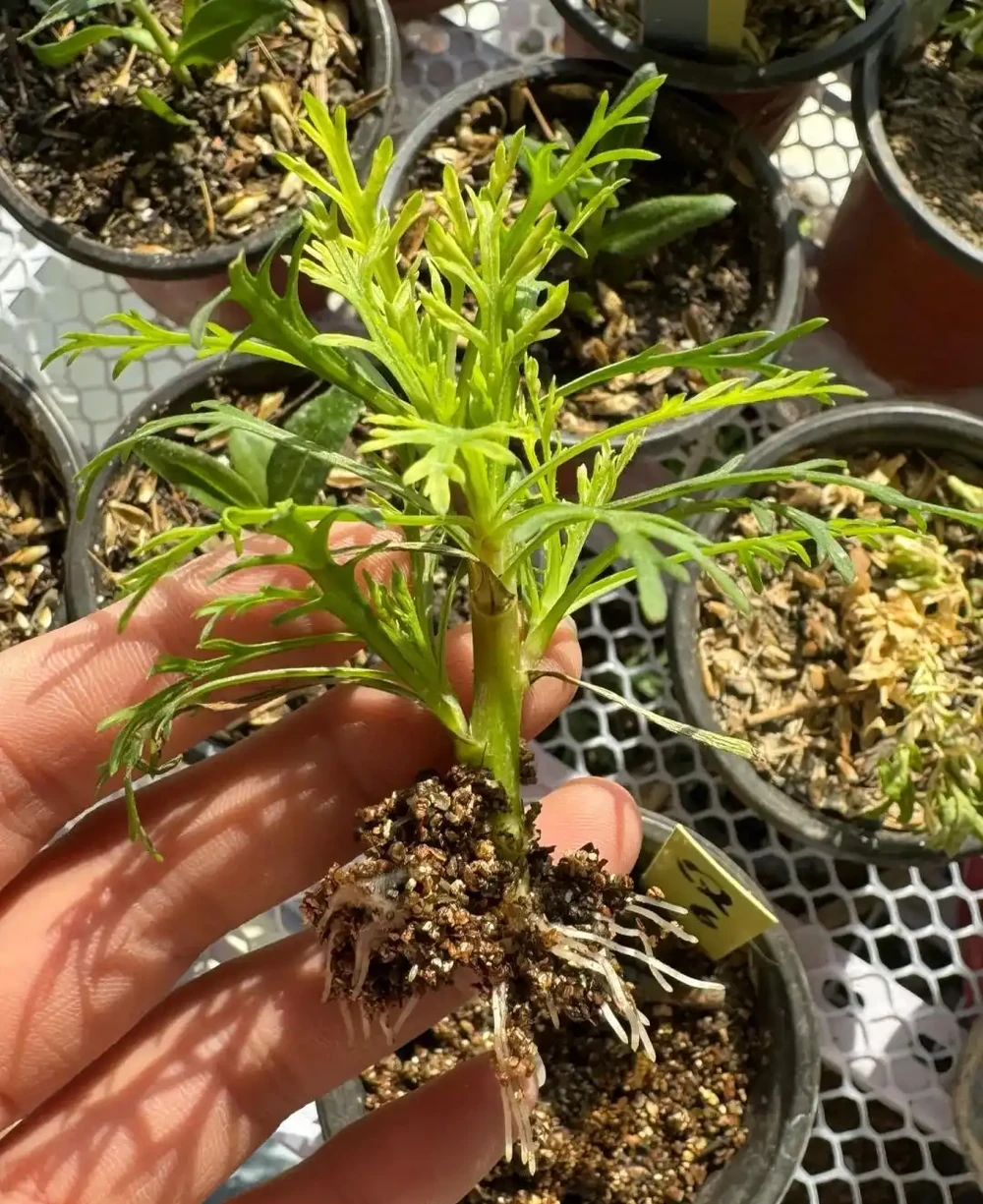 植樹節過後，適合「插枝」10種花，長根快，成活率高