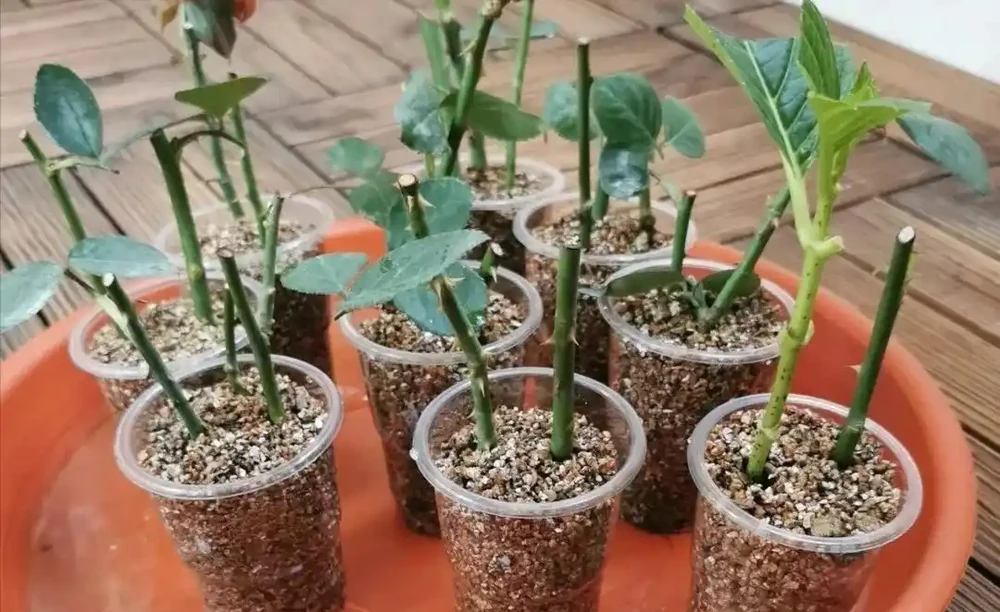 植樹節過後，適合「插枝」10種花，長根快，成活率高