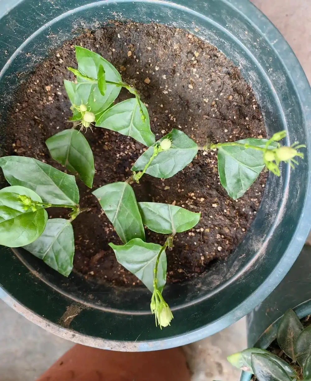 植樹節過後，適合「插枝」10種花，長根快，成活率高