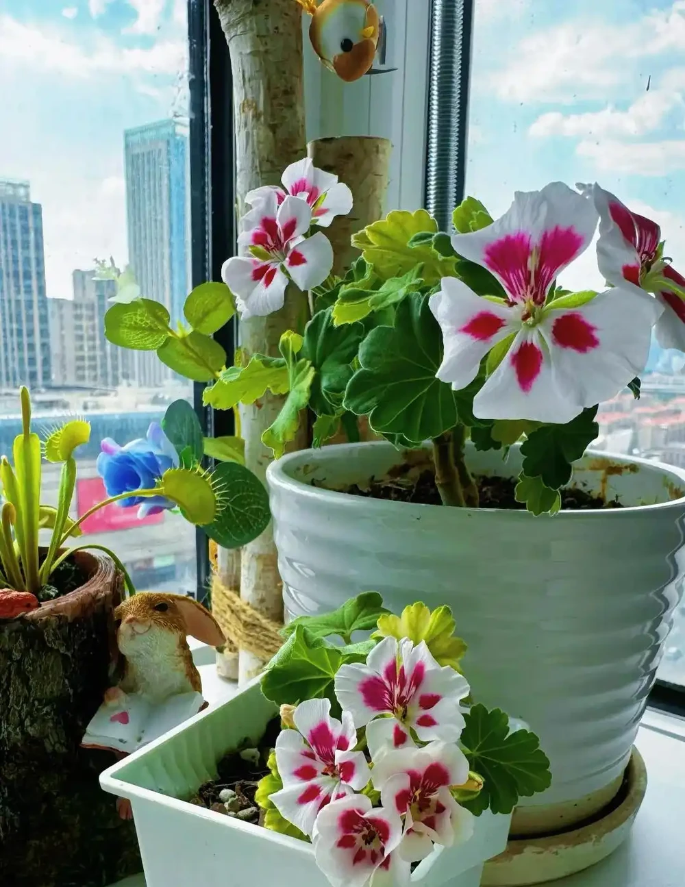 植樹節過後，適合「插枝」10種花，長根快，成活率高