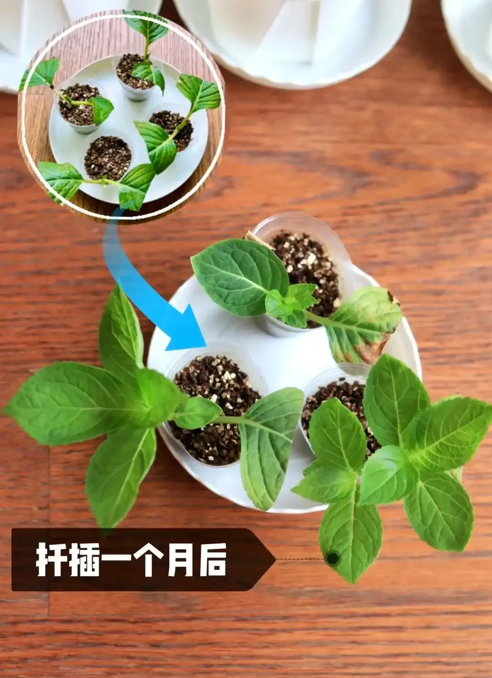 植樹節過後，適合「插枝」10種花，長根快，成活率高