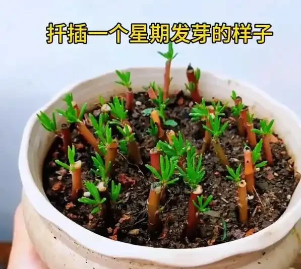 植樹節過後，適合「插枝」10種花，長根快，成活率高
