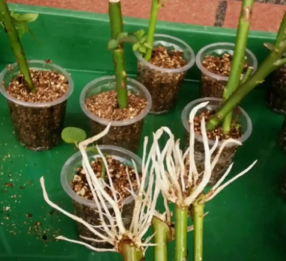 植樹節過後，適合「插枝」10種花，長根快，成活率高