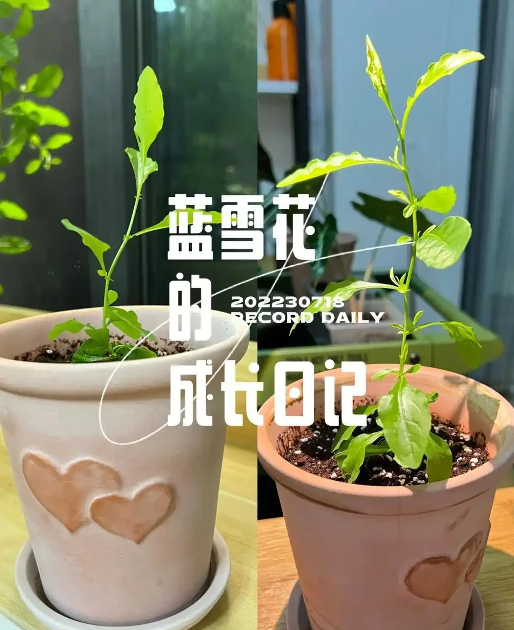 植樹節過後，適合「插枝」10種花，長根快，成活率高