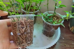 植樹節過後，適合「插枝」10種花，長根快，成活率高