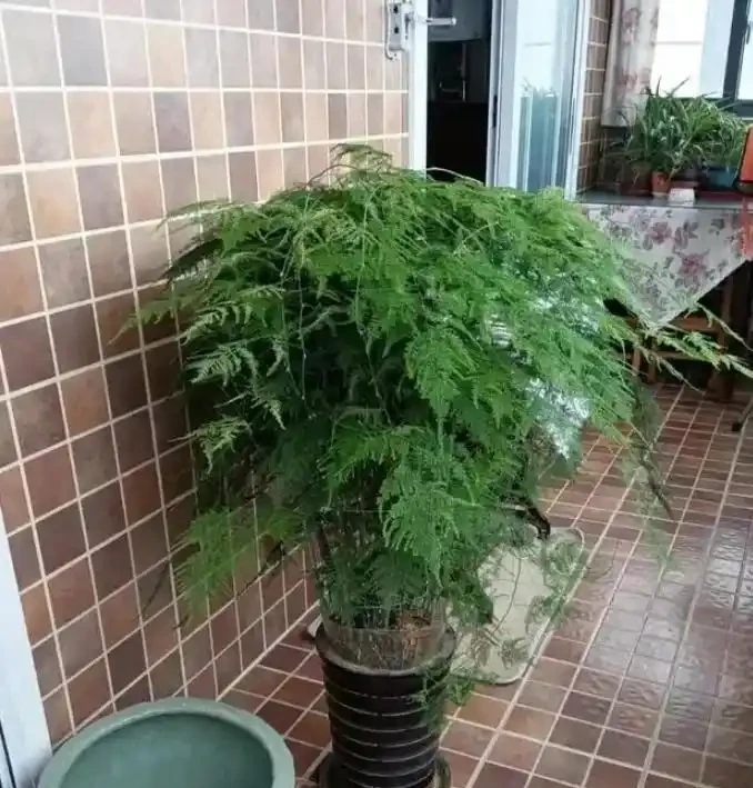文竹葉子發黃指南:從瀕危到重生拯救攻略