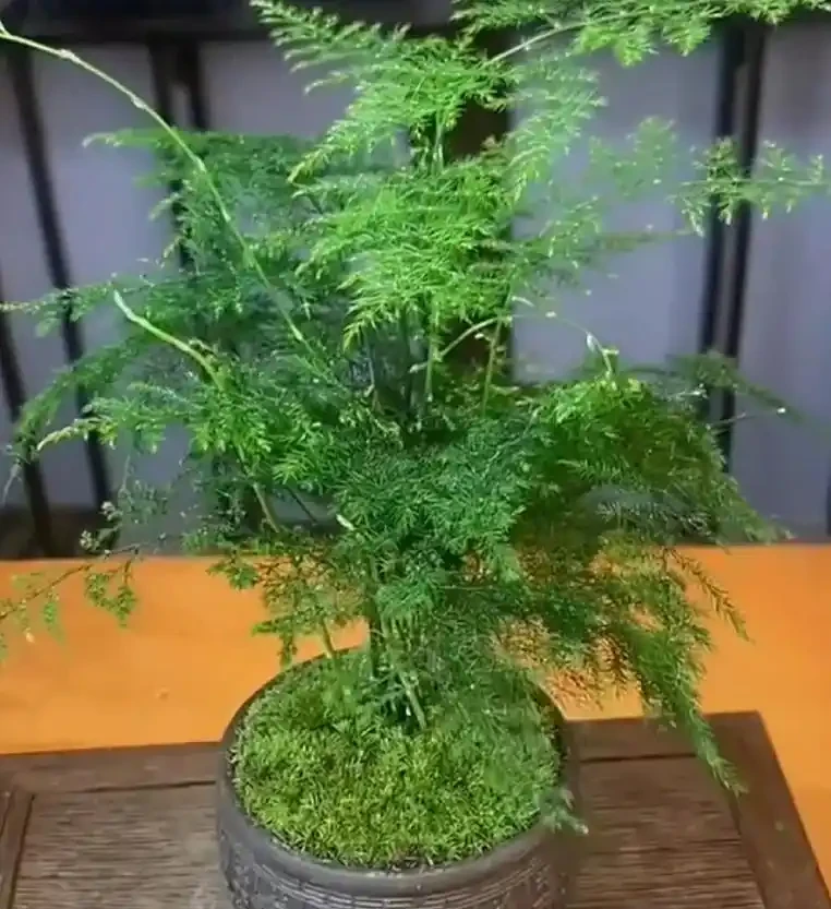 文竹葉子發黃指南:從瀕危到重生拯救攻略