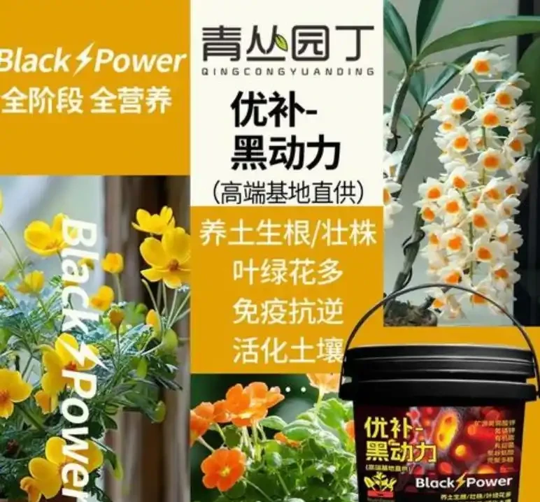 文竹葉子發黃指南:從瀕危到重生拯救攻略