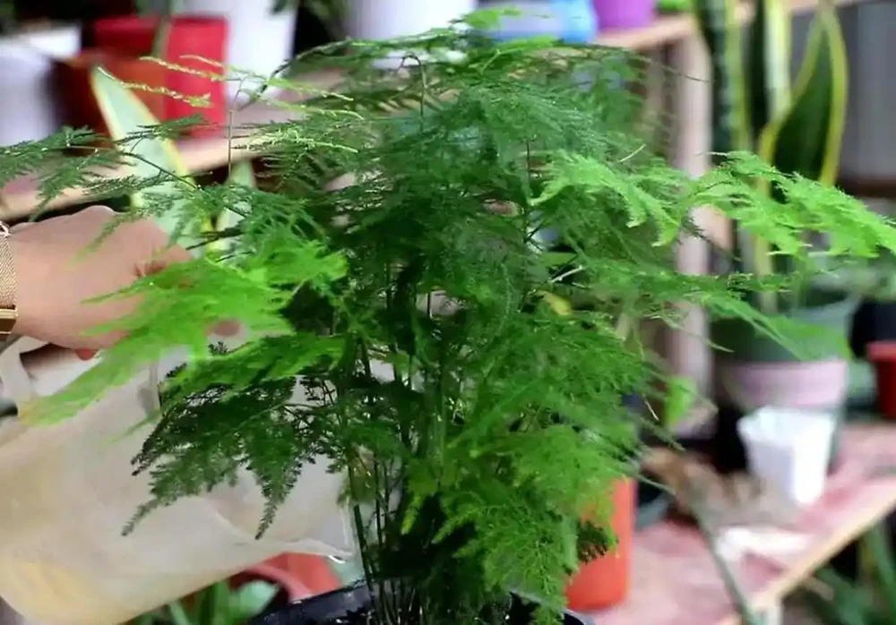 文竹葉子發黃指南:從瀕危到重生拯救攻略