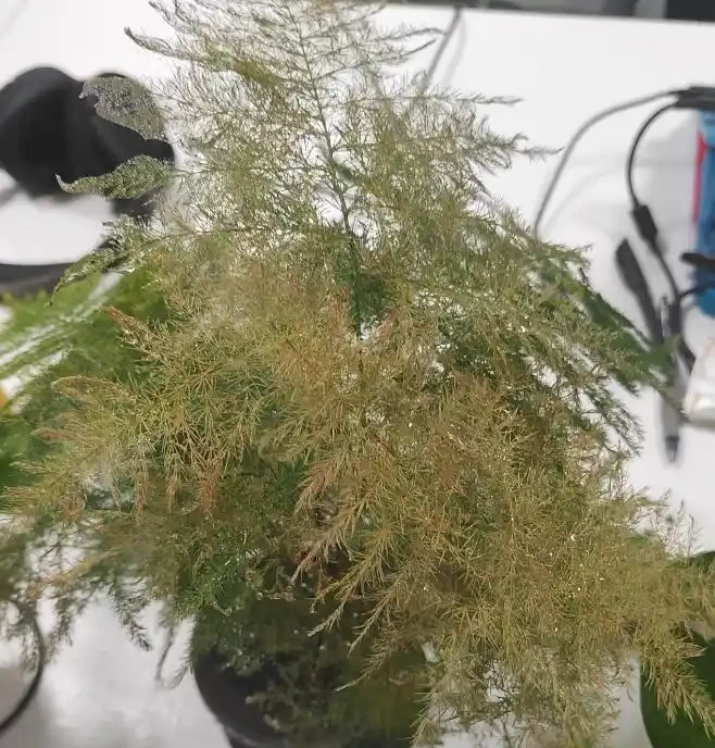 文竹葉子發黃指南:從瀕危到重生拯救攻略