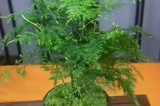 文竹葉子發黃指南：從瀕危到重生拯救攻略