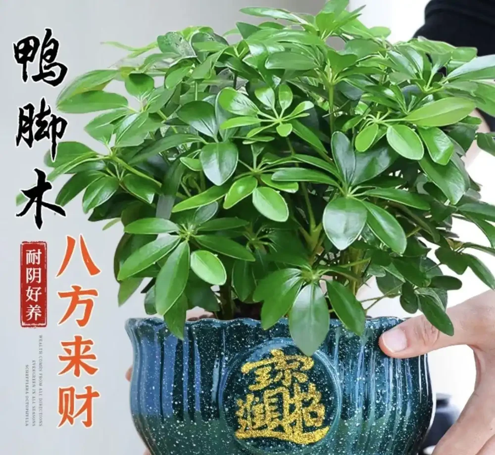 堅韌生命力