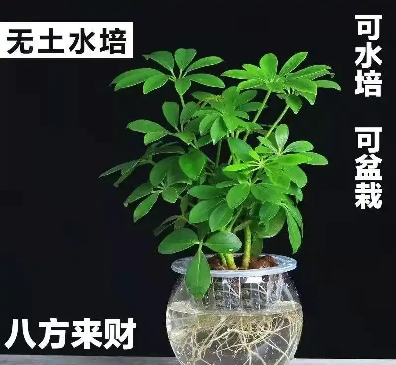好運與繁榮