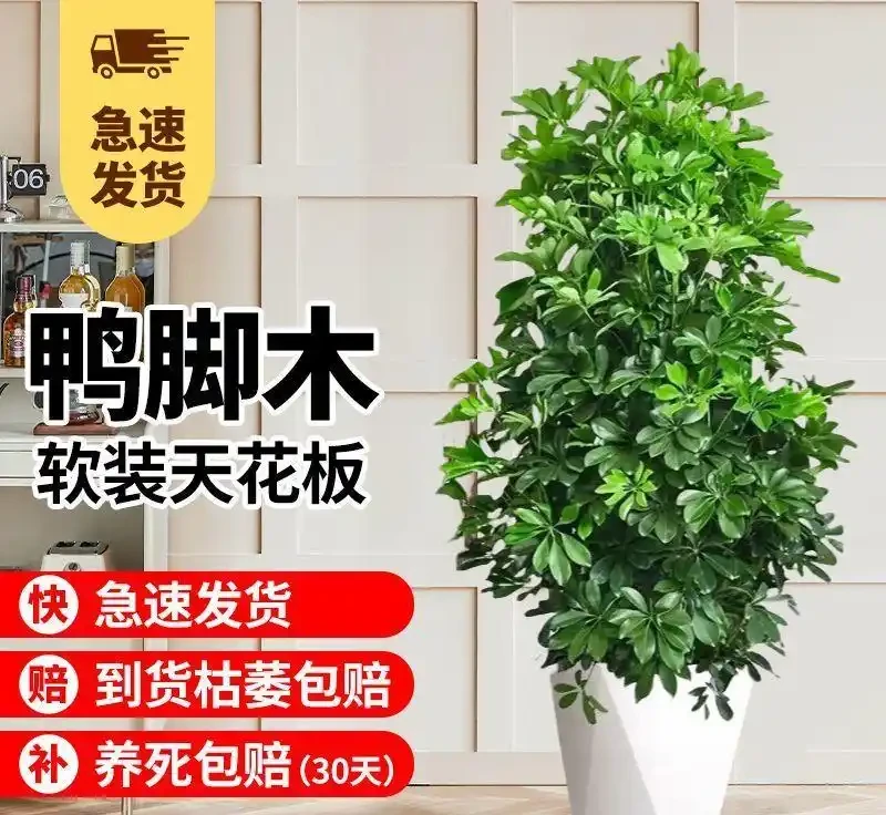 生長適應性