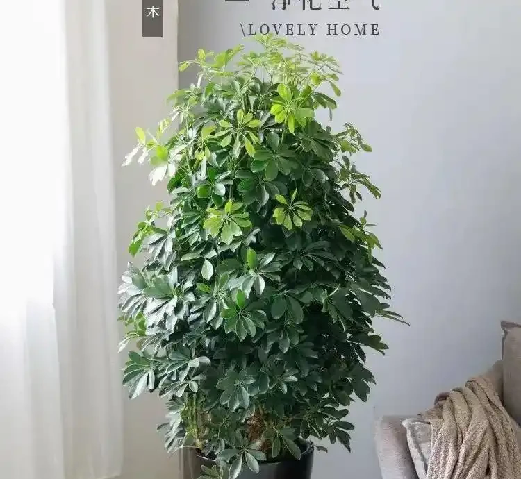 形態特點