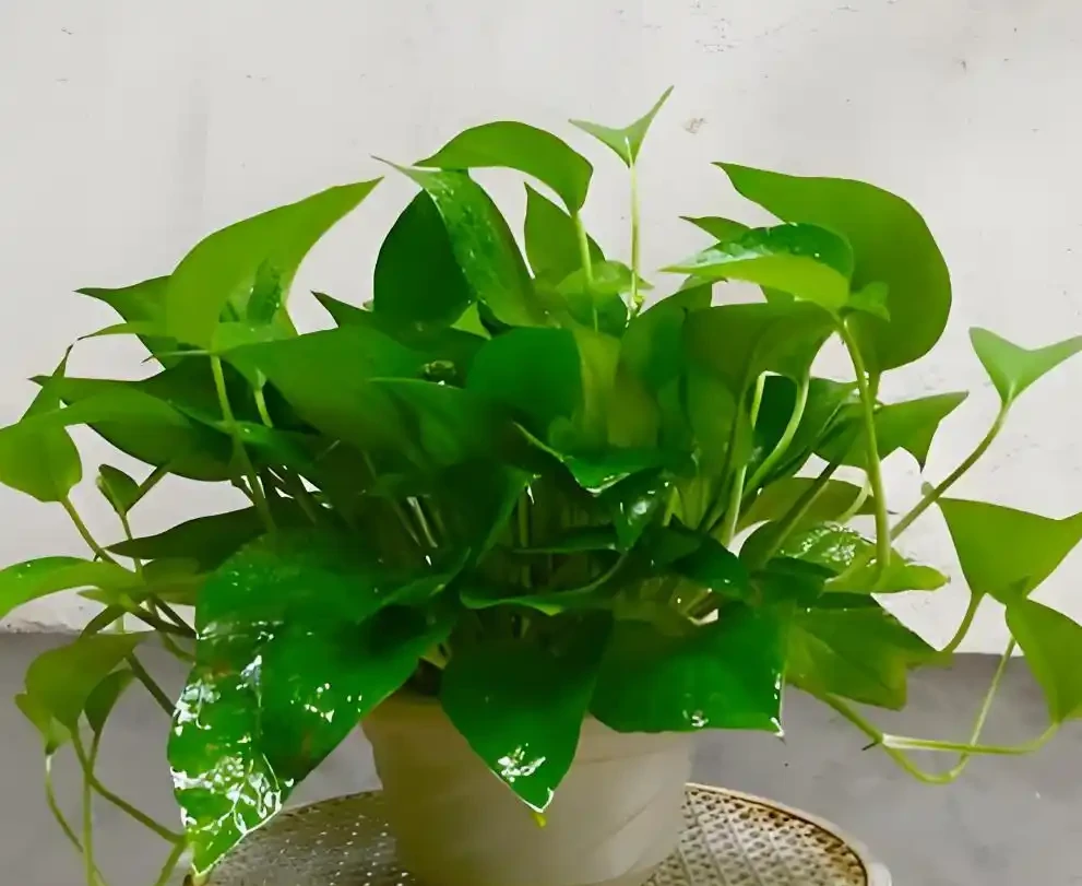 黃金葛大面積黃葉的全面分析與拯救指南