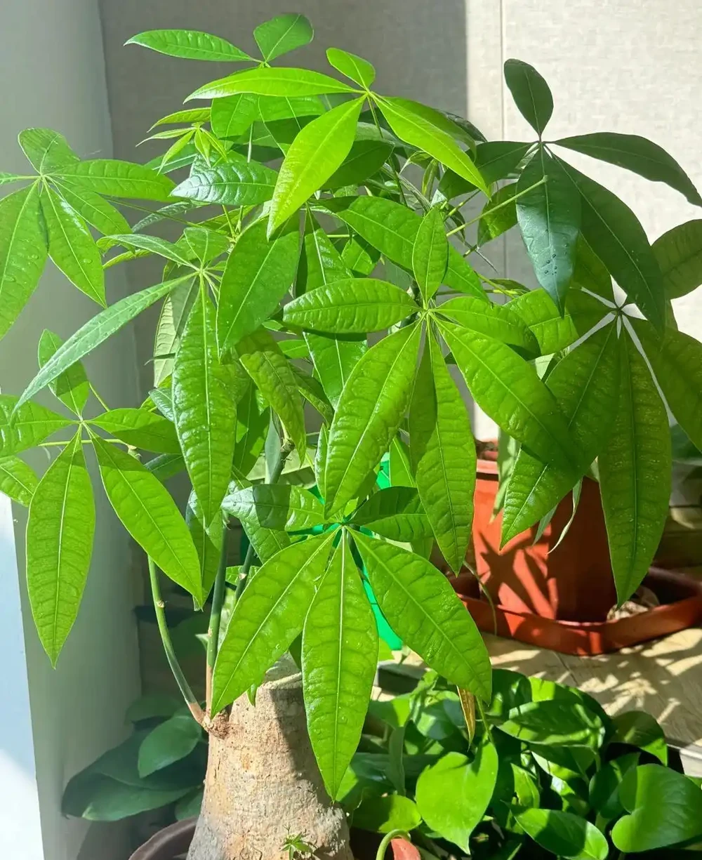 發財樹不止用來「吸毒氣」，看人家的，客人都捨不得走了，太治癒