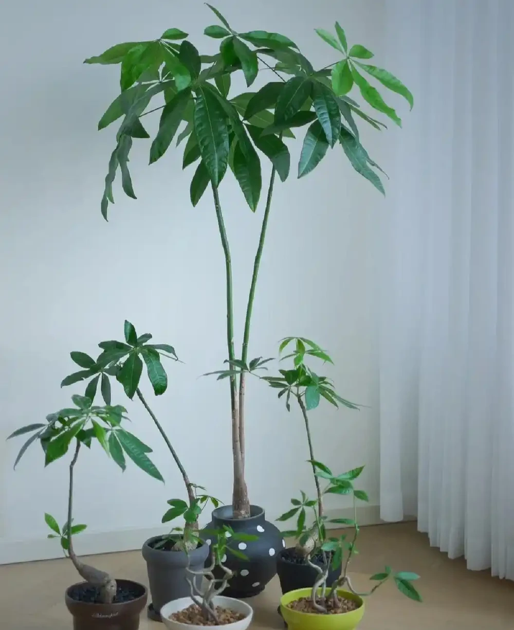 發財樹不止用來「吸毒氣」，看人家的，客人都捨不得走了，太治癒