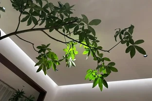 發財樹不止用來「吸毒氣」，看人家的，客人都捨不得走了，太治癒