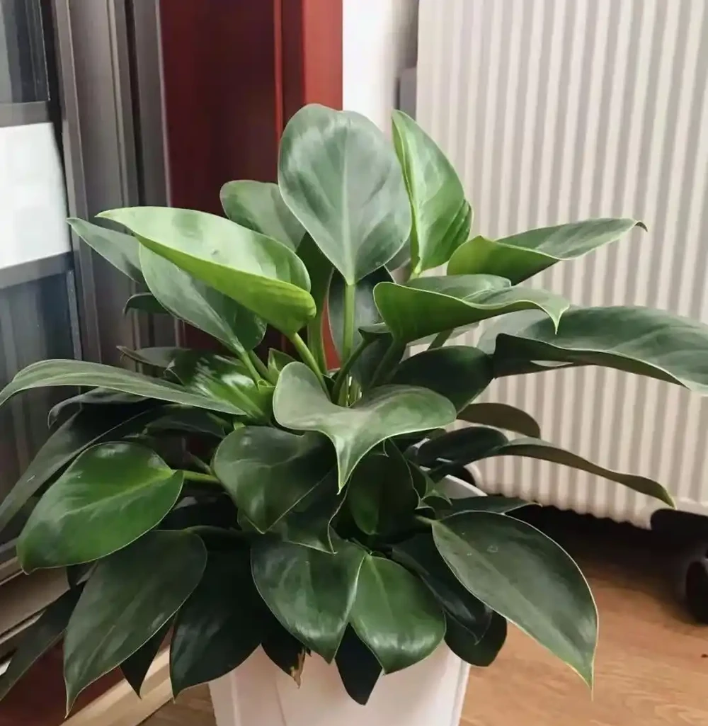 5種公認「養不死」的耐陰花卉，北陽臺專屬，越曬越枯萎！