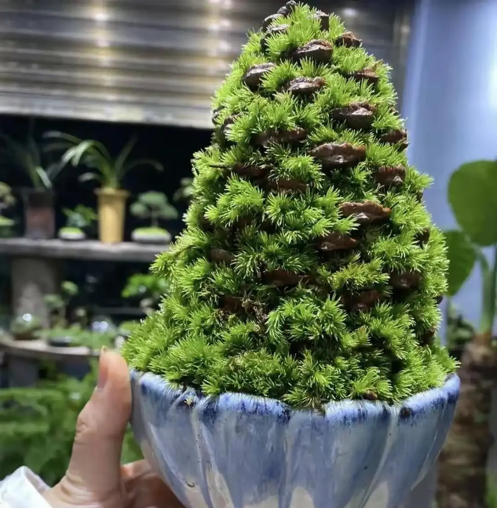5種公認「養不死」的耐陰花卉，北陽臺專屬，越曬越枯萎！
