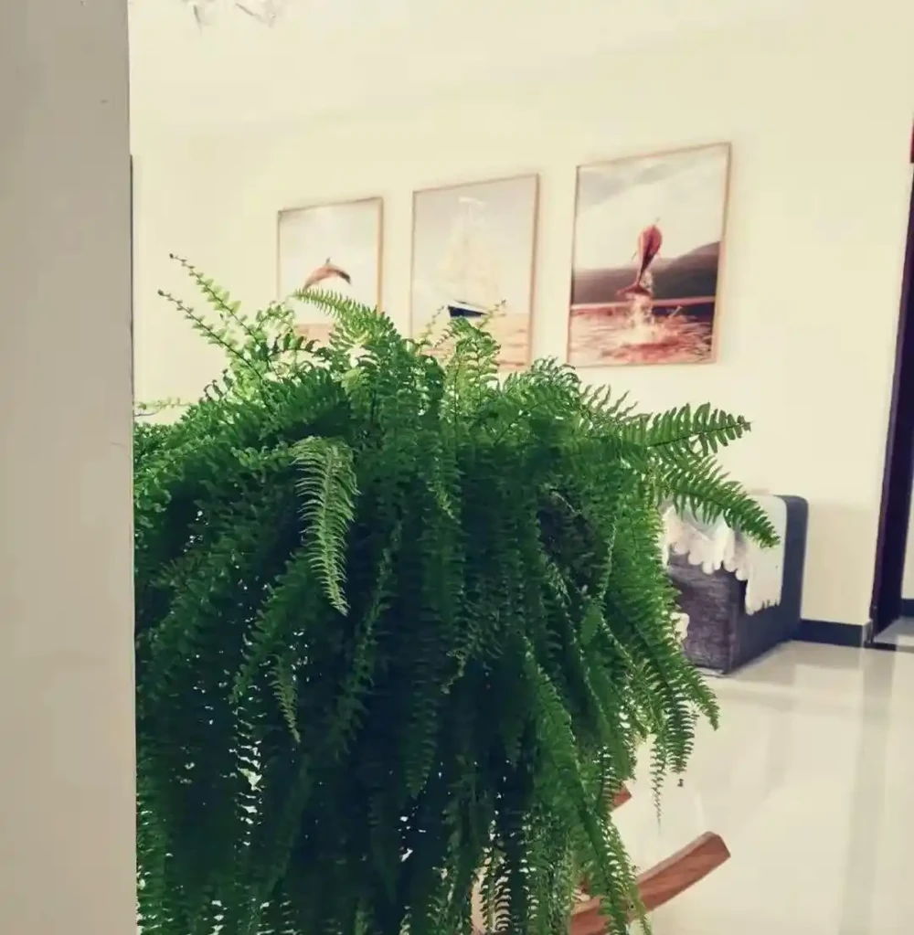 5種公認「養不死」的耐陰花卉，北陽臺專屬，越曬越枯萎！