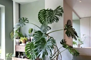 5種公認「養不死」的耐陰花卉，北陽臺專屬，越曬越枯萎！