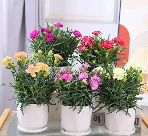 康乃馨養護全攻略:讓你的花兒開得像「網紅」一樣美!