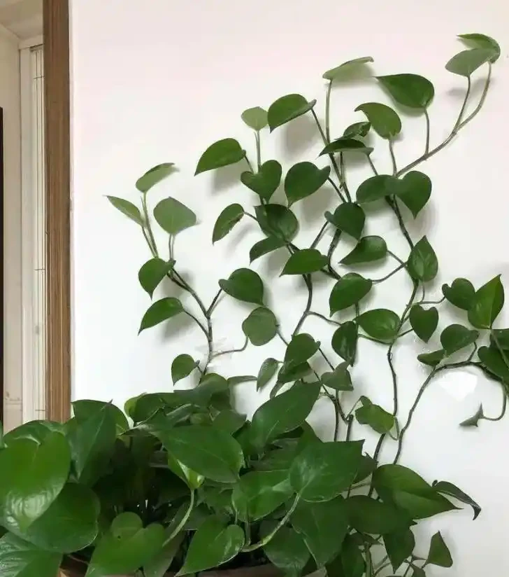 辦公桌綠植指南：5種適合上班族的桌面「小清新」