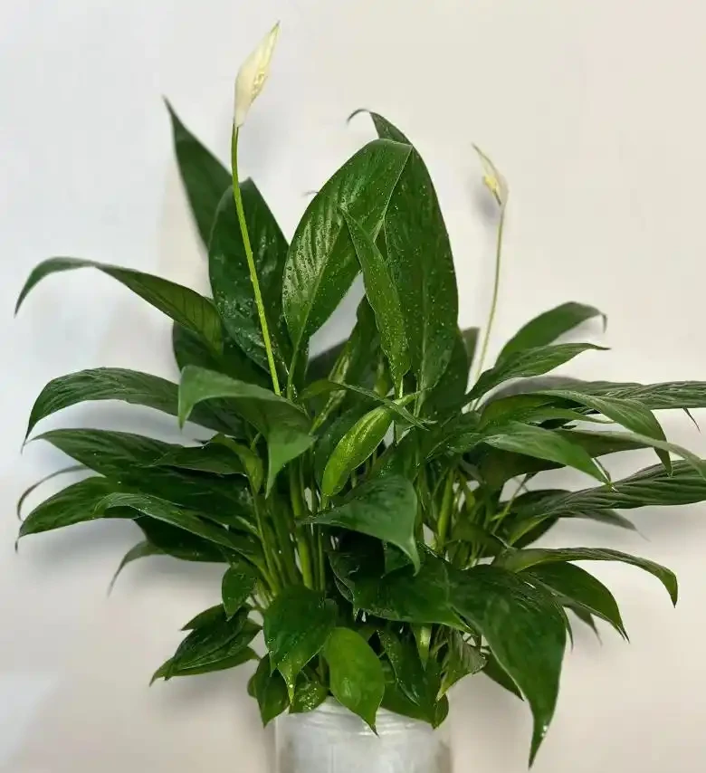 辦公桌綠植指南：5種適合上班族的桌面「小清新」